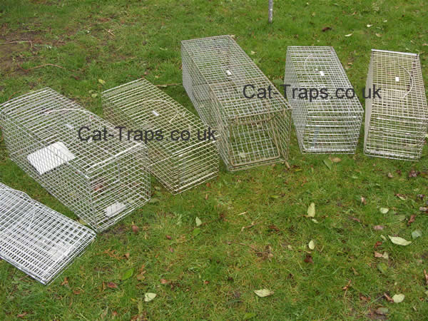 feral cat traps