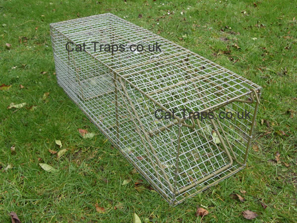 large cat trap