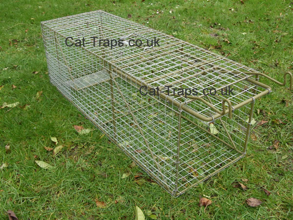 large cat trap